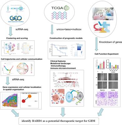 Combining single-cell sequencing and spatial transcriptome sequencing to identify exosome-related features of glioblastoma and constructing a prognostic model to identify BARD1 as a potential therapeutic target for GBM patients